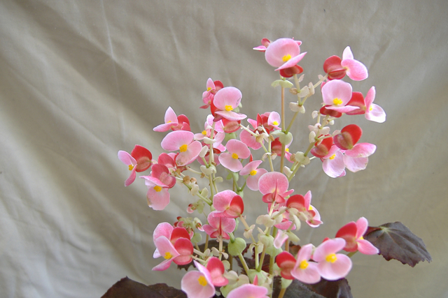 B. ‘Rose Maree’